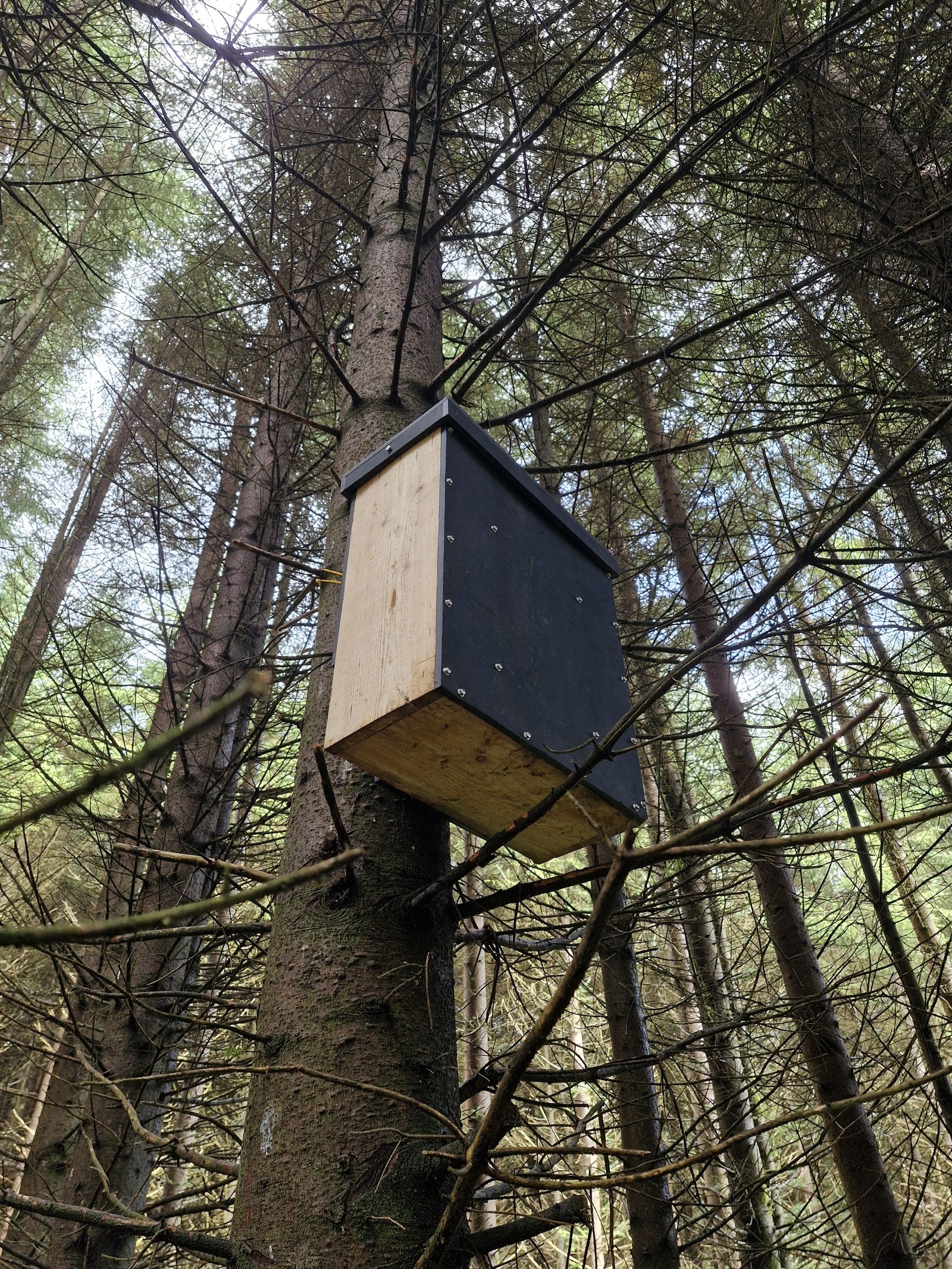 Den Box Vincent Wildlife Trust | The perfect place for a pine…