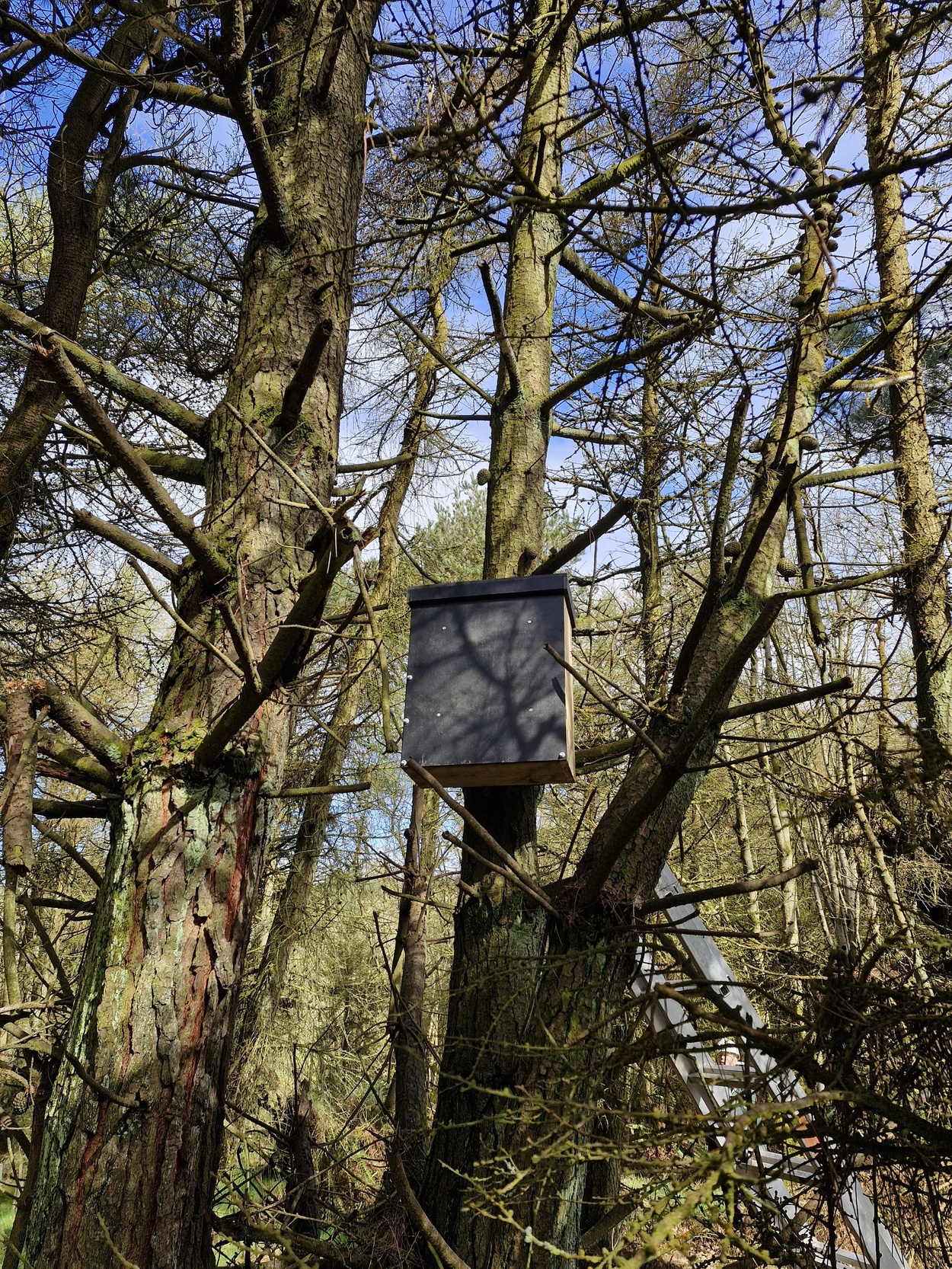 Den Box Vincent Wildlife Trust | The perfect place for a pine…