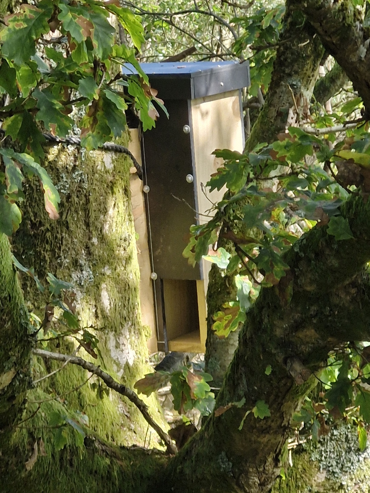 Den Box Martens on the Move | The perfect place for a pine marten…
