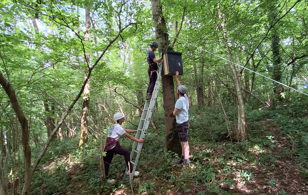 Den Box Martens on the Move | All aboutpine martens