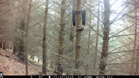 Laura's pine marten footage in the Scottish Borders