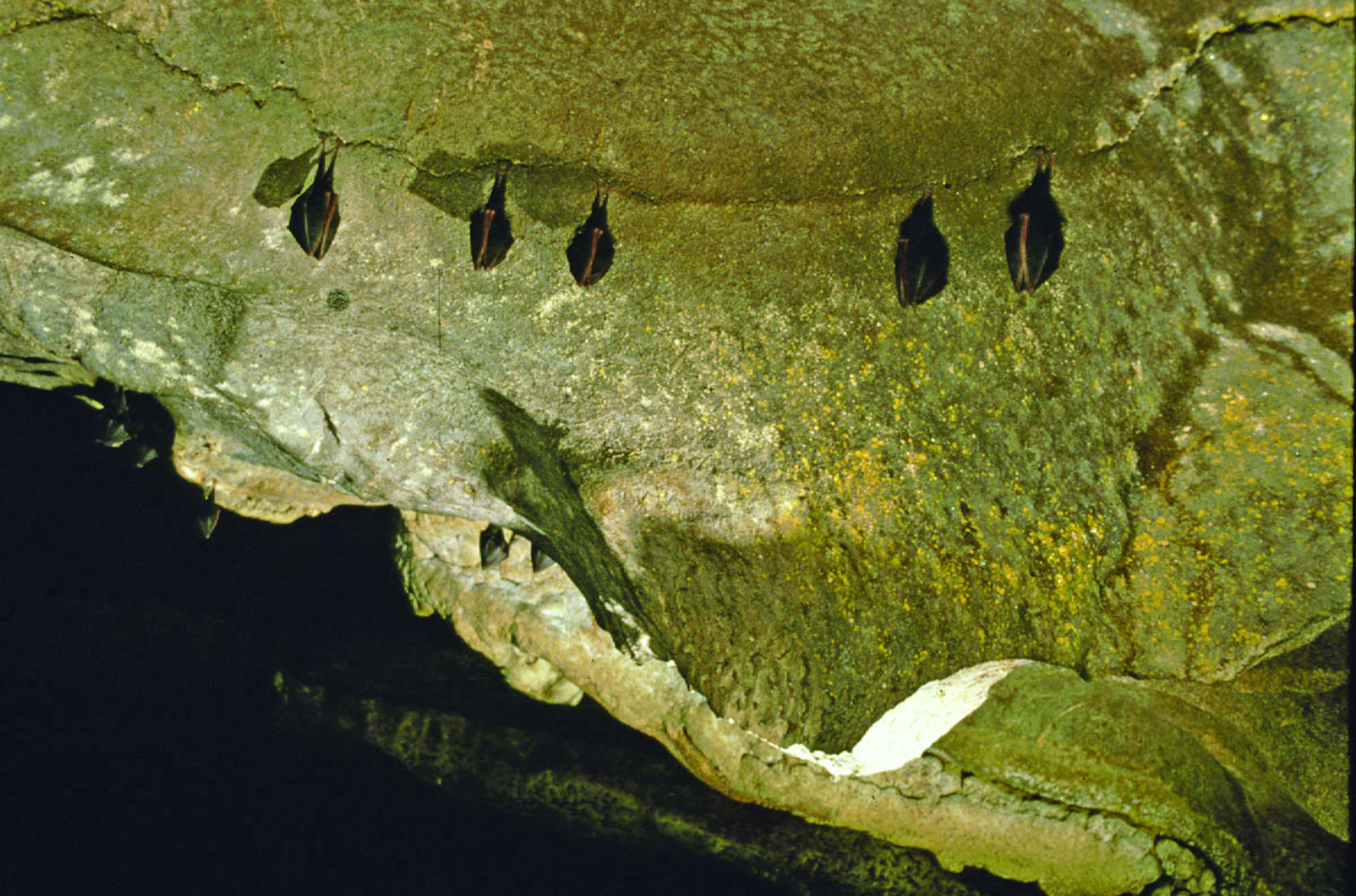 vincent-wildlife-trust-ireland-lesser-horseshoe-bat