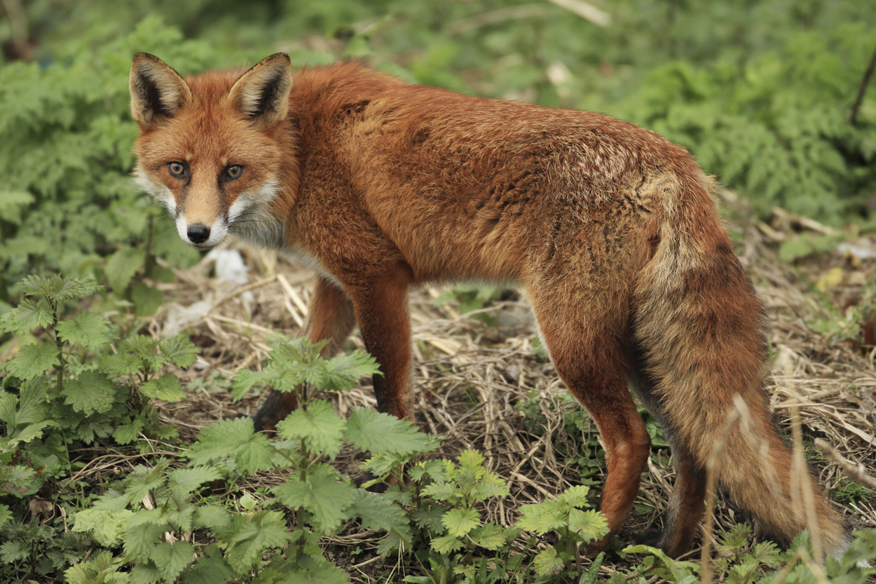 Vincent Wildlife Trust Ireland | Fox