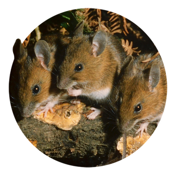 Vincent Wildlife Trust Ireland | Mammals in Ireland