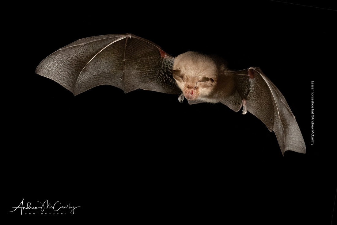 Mosher Bat Vincent Wildlife Trust | Lesser Horseshoe Bat