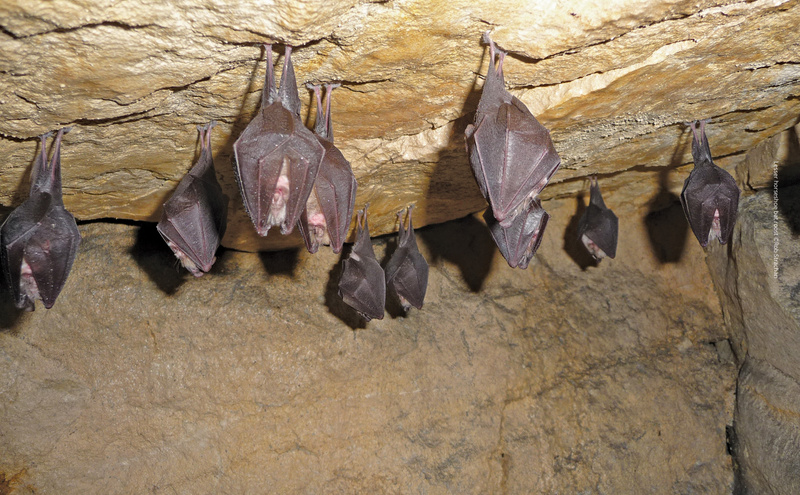 vincent-wildlife-trust-greater-horseshoe-bat