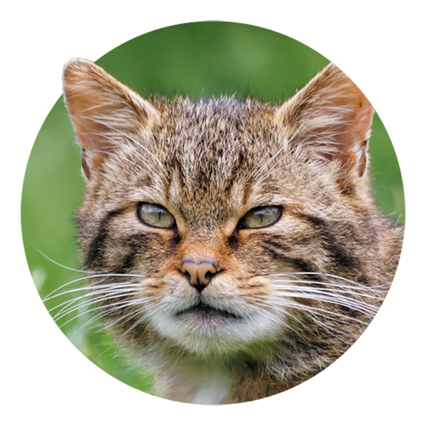 Vincent Wildlife Trust | Wildcat Project