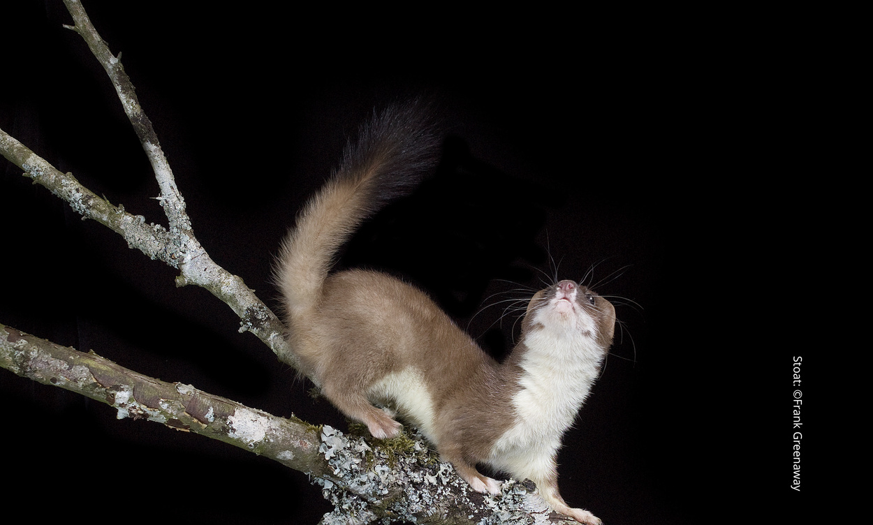 Vincent Wildlife Trust | Stoat