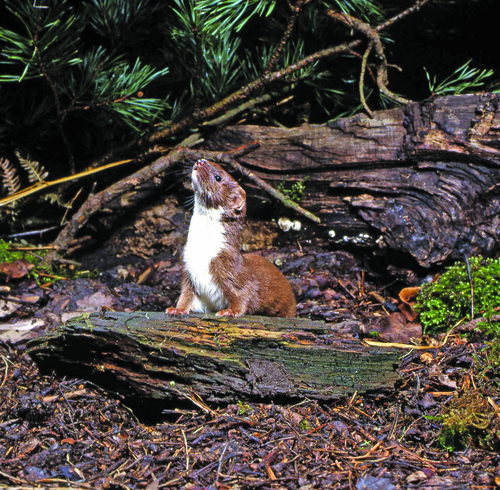 Stoat Patterns Real Vincent Wildlife Trust | Stoat
